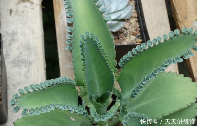 花盆|多肉中的“小强”,落地就生根,“霸占”你花盆,还能嫁接长寿花