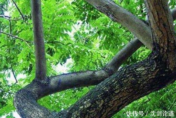  [树木]农村一种古老的树，农民不知道珍惜当柴烧，须不知全身上