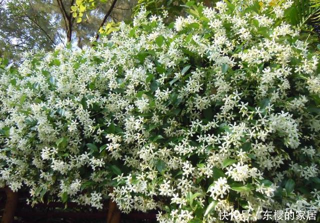  香飘|院子里不要乱种花，五一后此花要栽2棵，花开190天，香飘满院