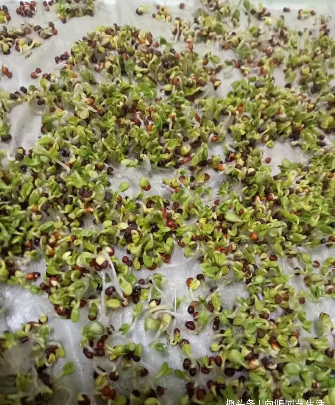  『邻居』阳台种菜，一个月长满盆，新鲜韭菜一茬接一茬，吃不送邻居