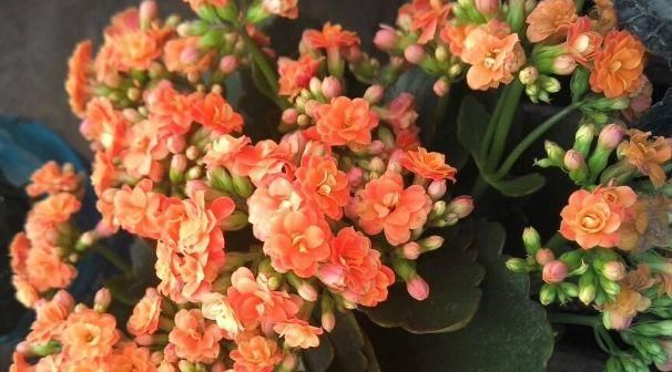  「长寿花」家里养花别乱养！这4种花镇宅又养人，客厅摆几盆，全家都富贵
