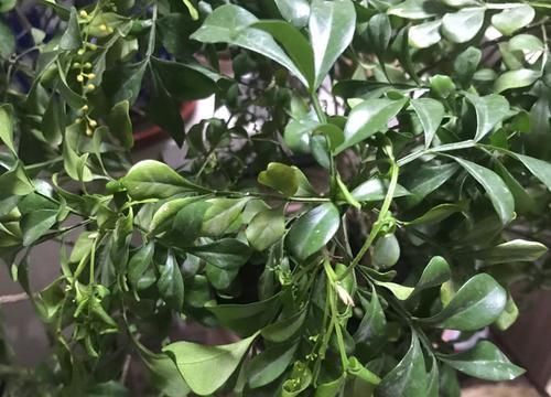  不难■弄懂米兰花叶片后卷的5个原因，养米兰花开花爆盆不难