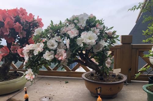  做法■杜鹃花直接砍成微盆景，好杜鹃被你糟蹋了，我的做法稍不同