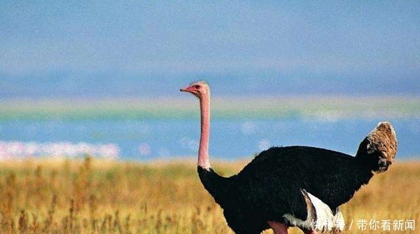 其他动物的活动