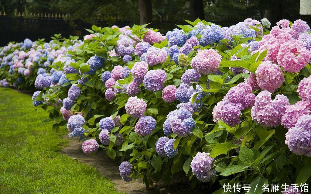  『花儿』夏天给花浇点加点“它”，驱虫又防病，叶绿花美，花儿长得旺