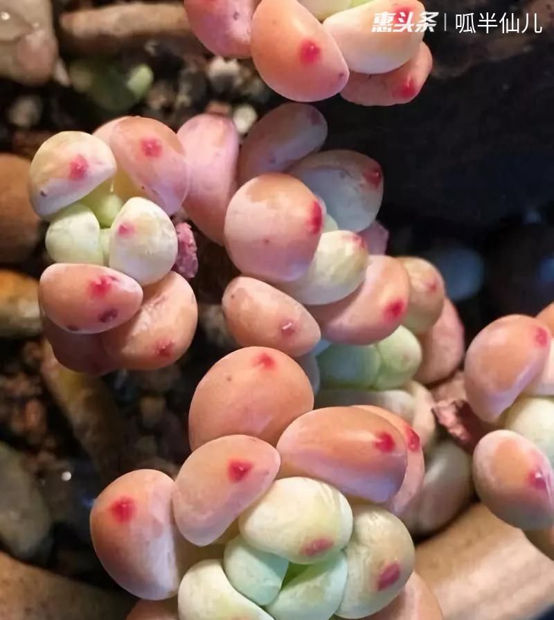  #上名#傻傻分不清的多肉，就看它这儿，一眼就能叫上名！