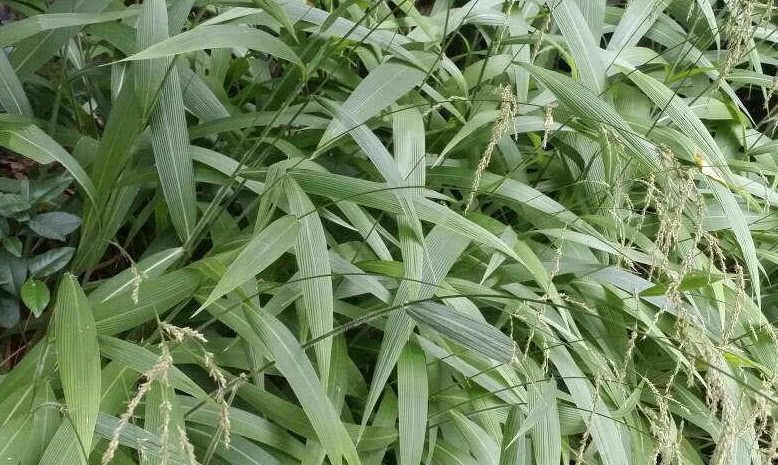 山上一种像竹叶的野草，过去农民用来喂猪，殊不知如今30元一斤