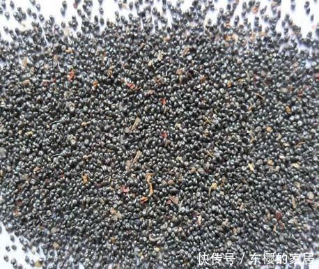  「花朵」太阳花养护技巧贴：开花、繁殖、养护，三大窍门让阳台变成花园