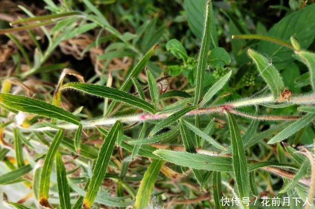 农村一种野草，人称“地母怀胎草”，对女人有好处，还是牙痛良方