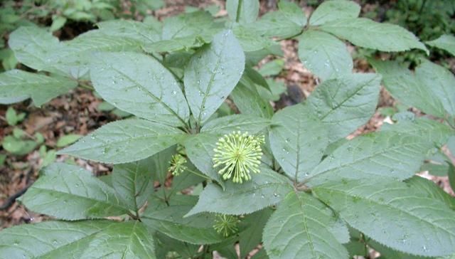  『当地人』乡下的野生植物价值堪比人参，当地人用它来炒鸡蛋，你肯定没吃过
