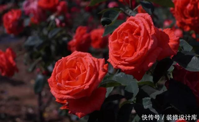 『很快』最适合夏天养的3种花,现在养一盆,很快开花爆盆,美翻整个阳台