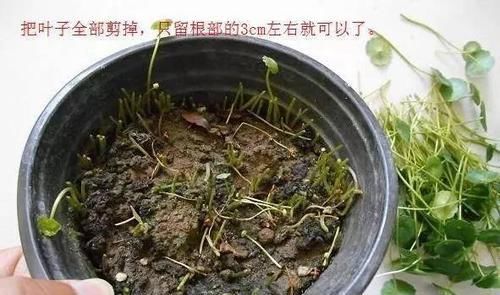  『铜钱』小妹把铜钱草都剪掉了，一个星期不到就爆盆了