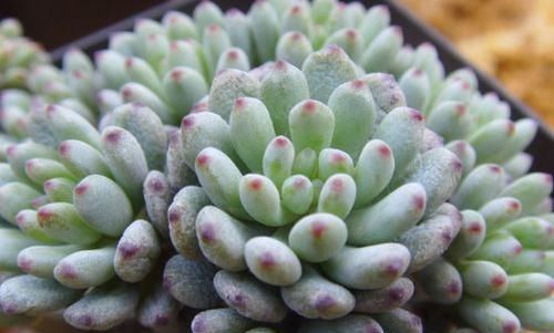  「喜欢」喜欢菊花，就养盆“菊中珍品”?开龙夕宮，似飘舞贯珠，端庄优雅