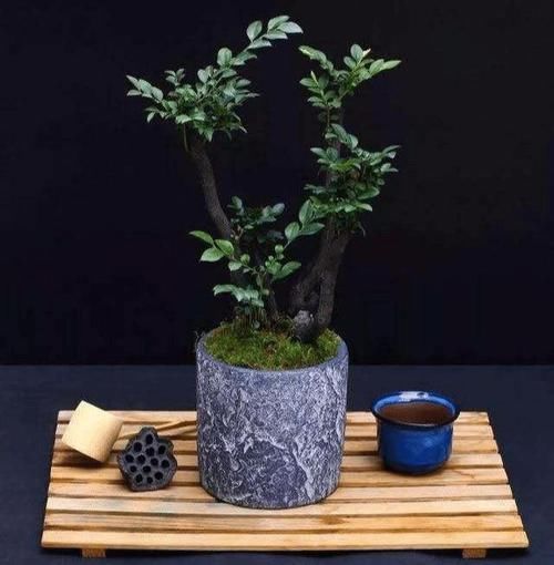 『我国』我国最“稀有”的盆景，比乌龟还长寿，好看又好养，一年顺风顺水