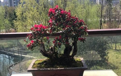  纯木屑扦插：扦插杜鹃花生根快而且根系易爆盆的植料知道吗？比鹿沼土还要好