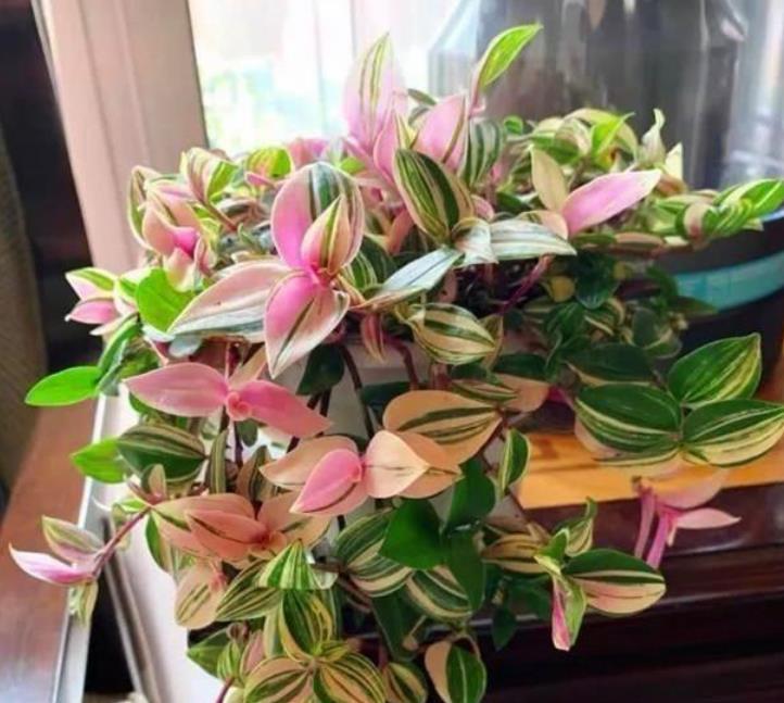  [养护]4种高颜值“网红花”，一盆好几百，株型美，开花奇特，见过吗？