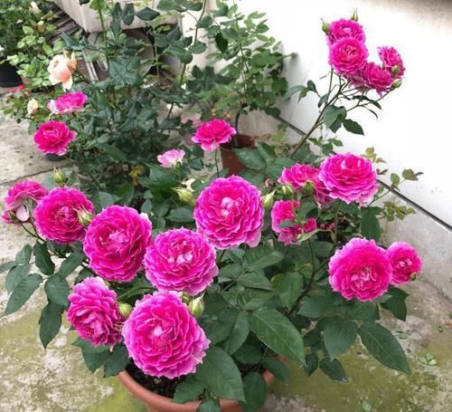  【媲美】它可与牡丹“媲美”，花香赛柠檬，枝条沾水生根，花期长达300天