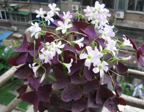  #大气#这5款花卉淡雅婉约，花大色艳花期长，美观又大气，开花就成花海