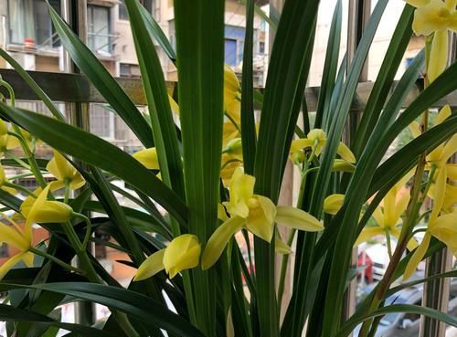  『兰花叶片』要出差20天，怎么给阳台养护的兰花浇水保湿？只需一个小妙招