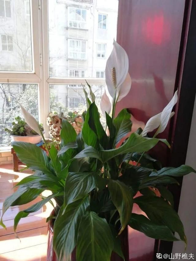  「图片作者」10种花，春天不能晒，躲屋里最安全！