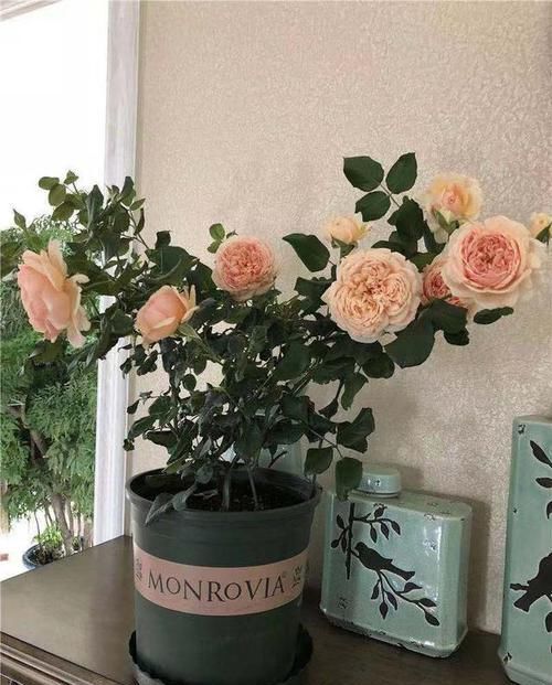  优秀■此花又名“真优秀”，花香浓郁，花色好看，极为好养，几乎零差评