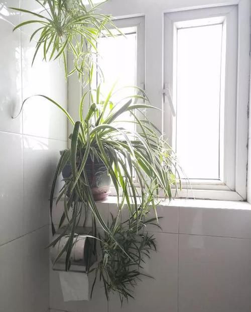  潮湿■卫生间潮湿有异味，养3种耐阴花，绿意盎然生机旺！