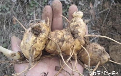 路边@农村小路边,1种“老虎姜”根茎肥大,别乱采挖,太珍贵,也少见
