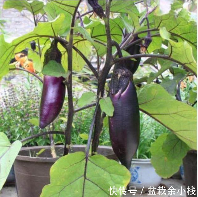  『漂亮』阳台盆栽几盆菜，漂亮又好养，吃完一茬又一茬，够全家吃！