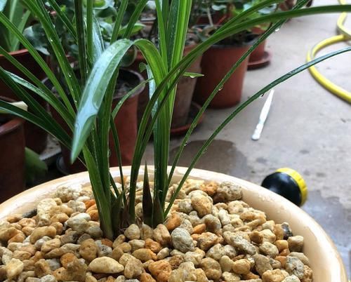  「兰花芦头」带芽的兰花上盆几个月不见长？是僵苗退草还是正常现象？明白了