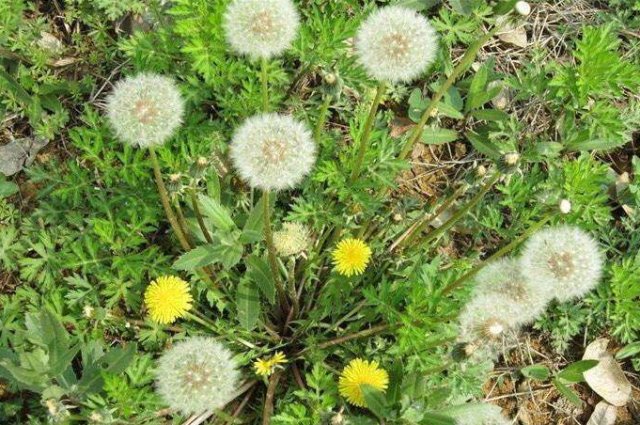  「实用」乡间趣事！3种“野草”养家中，装饰房间又实用，好处多多，不比绿萝差