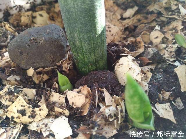 『虎皮』虎皮兰周围扒圈土,小钢芽嗖嗖冒,一盆能分出10几盆