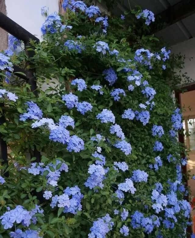 「气根」4月是这7种花的绝佳生长期,房前屋后都爬满!开出一堵花墙!