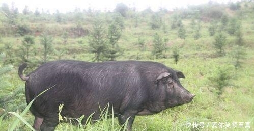  猪肉@穆斯林为什么不吃猪肉 原来是在中东形成的