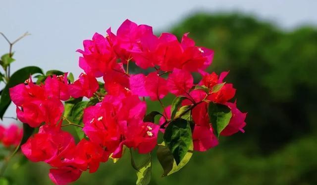  值得|三种花“不怕热”，5月养几盆，呼呼开到秋，值得养