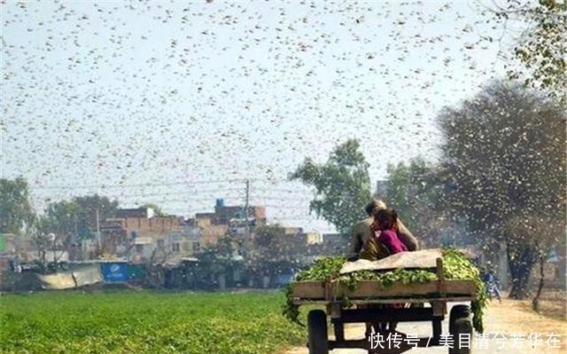  「克星」巴铁进入紧急状态，中国灭蝗三大克星出现：用实力解决