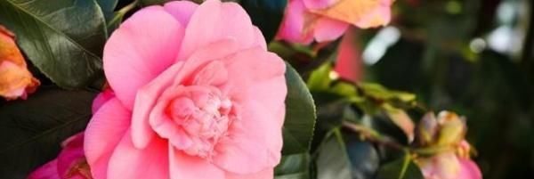 「插穗」茶花扦插繁殖最佳时间