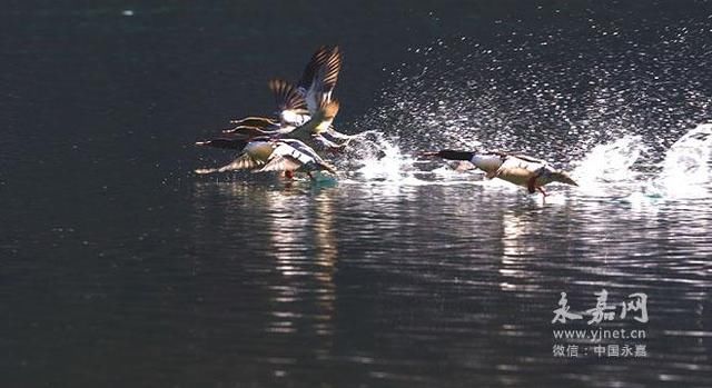 “水上大熊猫”中华秋沙鸭连续四年现身楠溪江