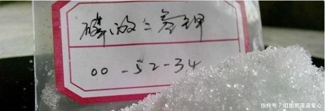  年满@他家的玉树年年满树“开花”，其实秘诀只有3个，学会了你也可以！