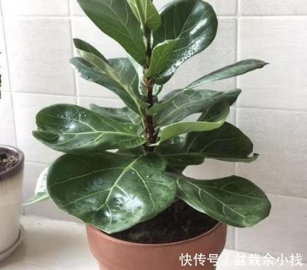 喜欢|懂花人都喜欢这三种绿植,居家养一盆,既上档次又耐活
