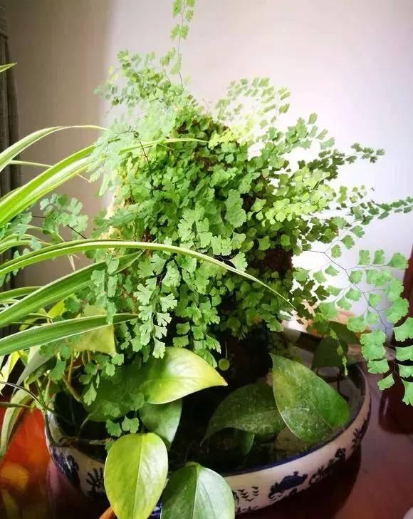 最适合：特别喜水的盆栽植物，再也不用担心浇花浇死了