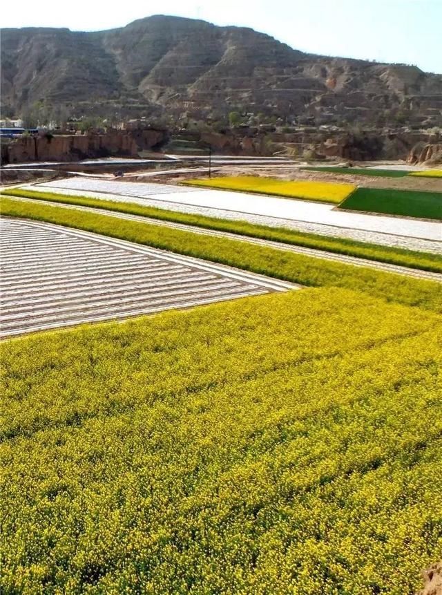 『雨生』雨生百谷,花开百福,陇西的油菜花开了……