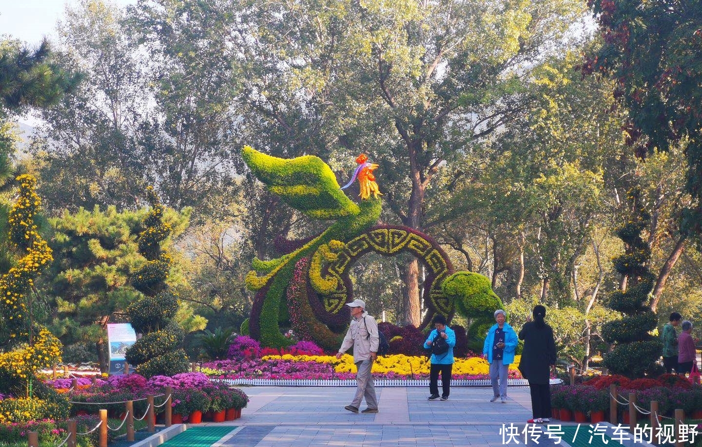 北京植物园将开市花展,40万株鲜花迎国庆,以菊花、月季为主