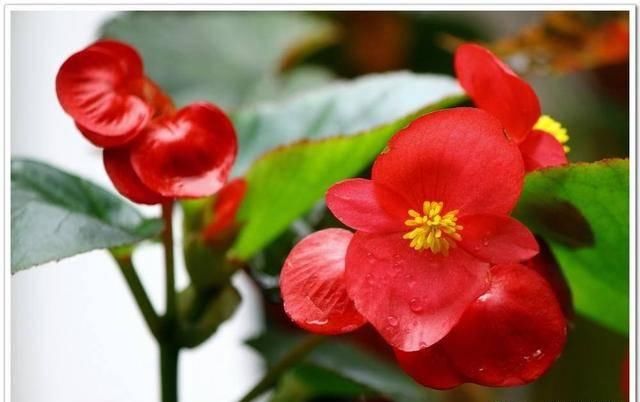  「病虫害」四季海棠怎么养？教你5个方法，一年四季都开花，小巧玲珑花色艳