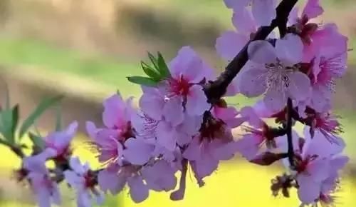  『州市』全国56市市花，你认识多少?