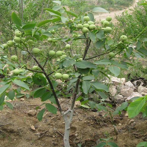  金钱树■养两盆植物就能够欣赏一整年，花期超长的花卉盆栽