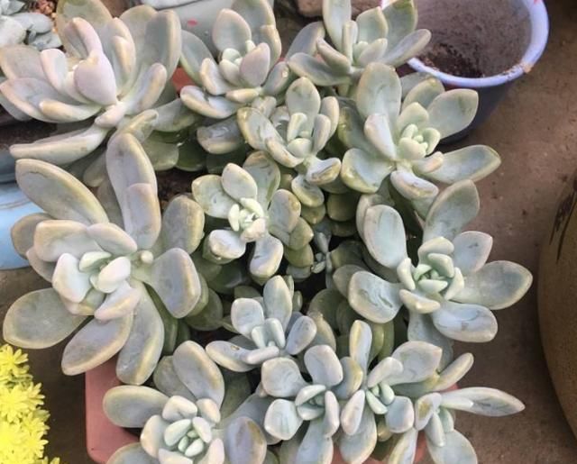  增加光照|1种多肉长得快,易爆盆,1年长成大老桩,是多肉巨无霸!