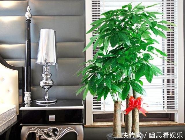 「常给叶片喷」客厅养花,选这几种的都是聪明人,时尚大气,旺人又聚财