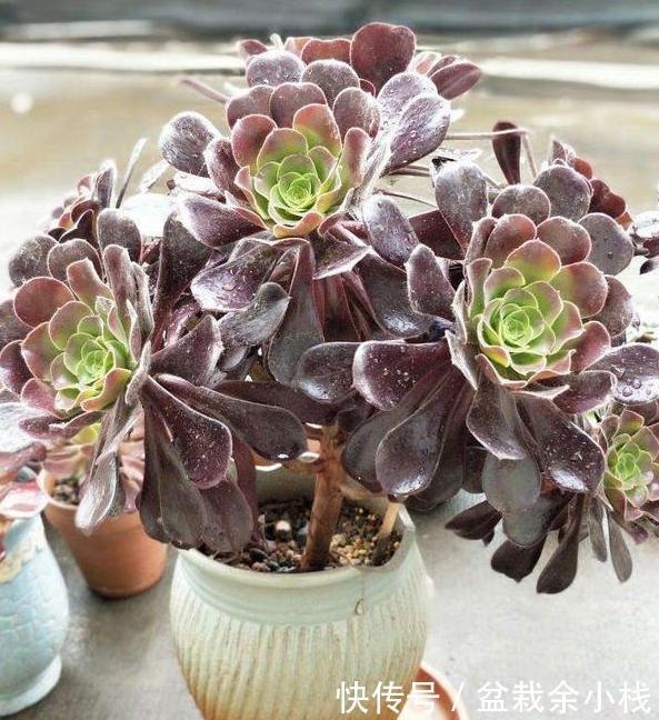 #付诸于实#多肉盆栽该怎么养护?学会这''6大要素'',小白分分钟变身高手