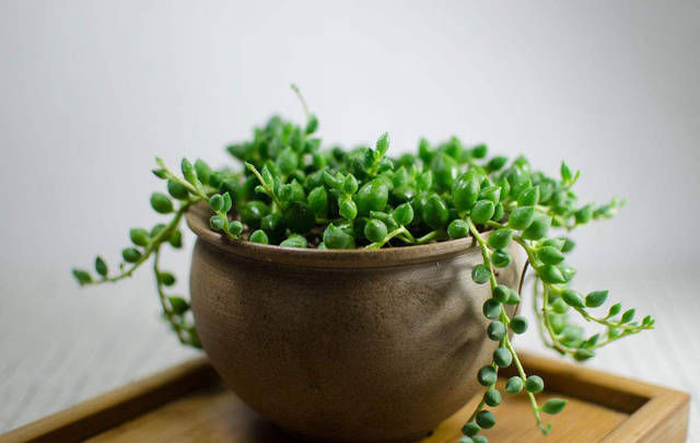 湿润:这4种花是“受虐狂”,越“伺候”越不长,不管它反而爆盆