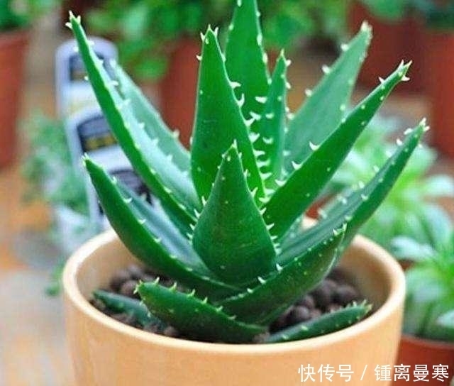 实用价值|这3种“丑”植物,是家庭“保护神”,家里养1盆,家人身体更健康